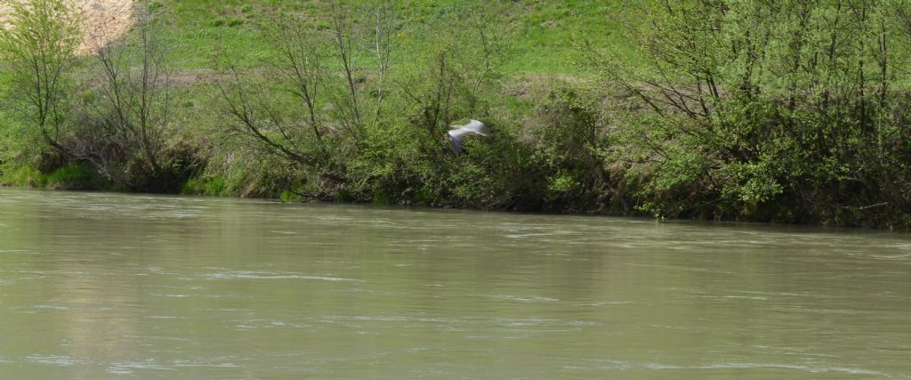 Ecco i funghi..escursione 18/04/2018